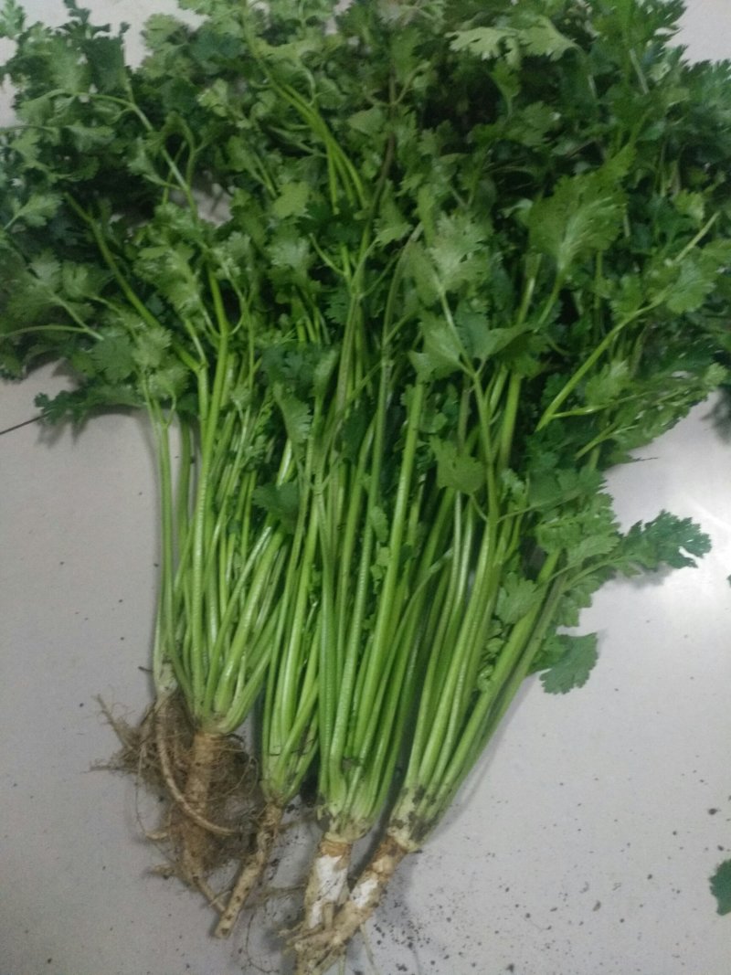 叶菜类