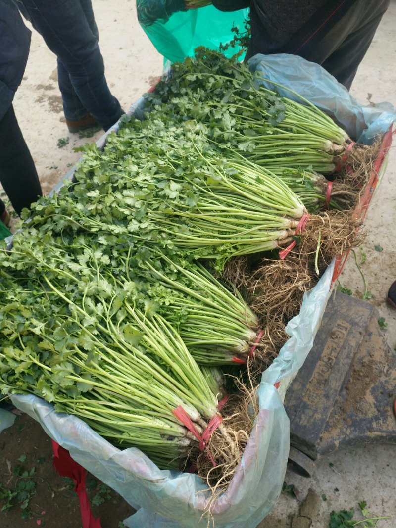叶菜类