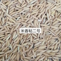 米香占二号，2佰吨品质保证米饭清香口感好。