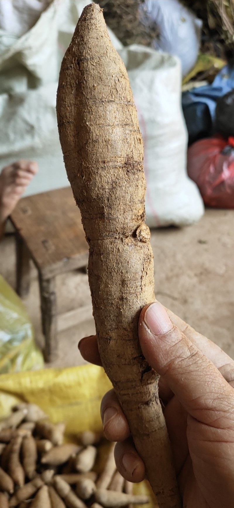 野生牛大力——泡酒，煲汤佳品