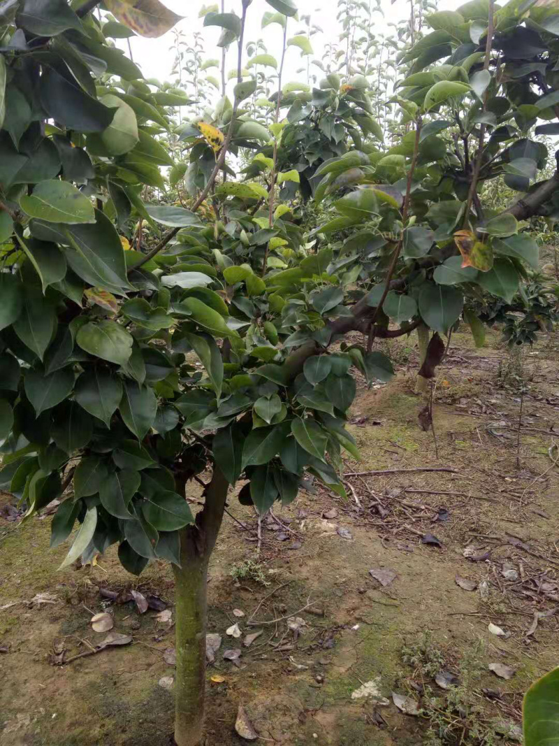 占地梨树