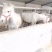 马骑乘马包健康包活一匹也可以发货线上交易，安全保障