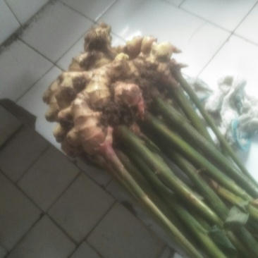 大量购销白口种姜