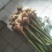 大量购销白口种姜