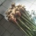 大量购销白口种姜