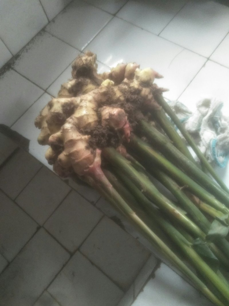 大量购销白口种姜