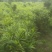 大量购销白口种姜