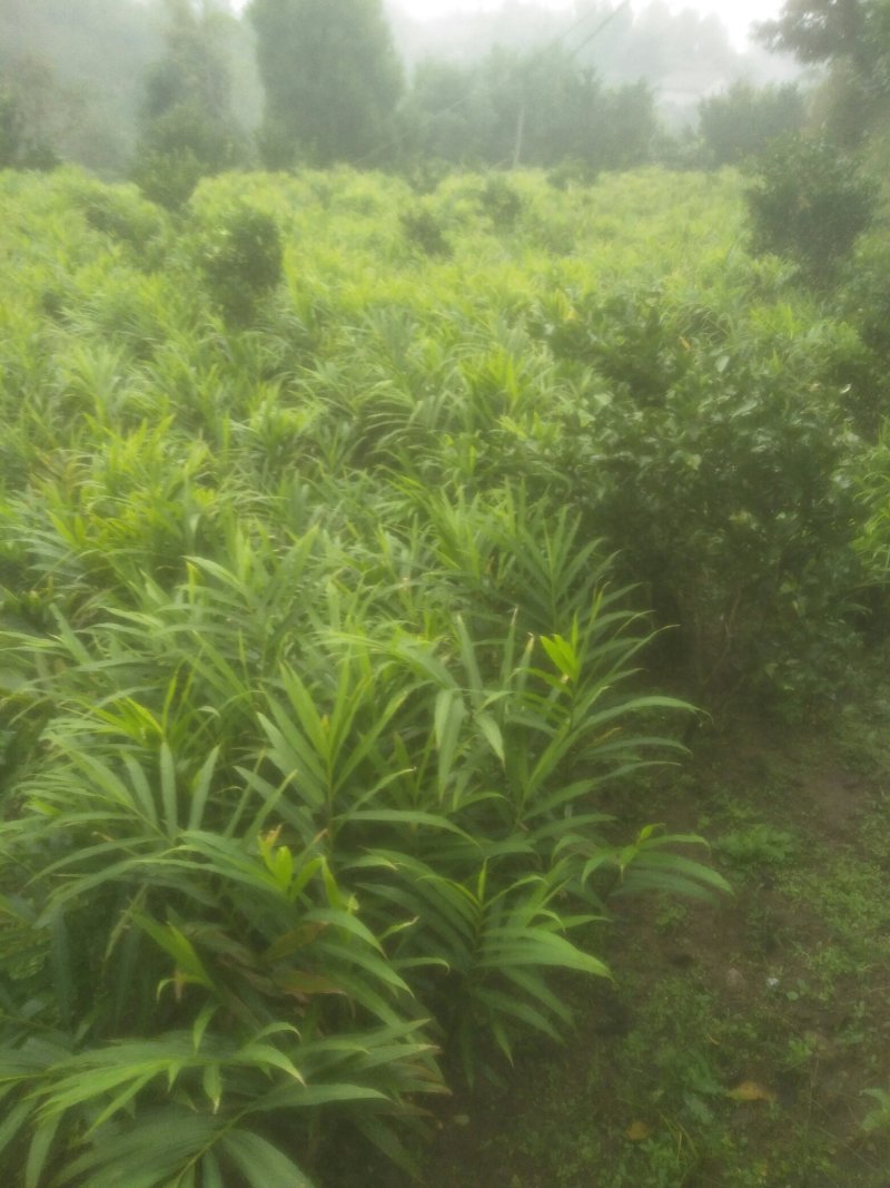 大量购销白口种姜