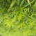大量购销白口种姜
