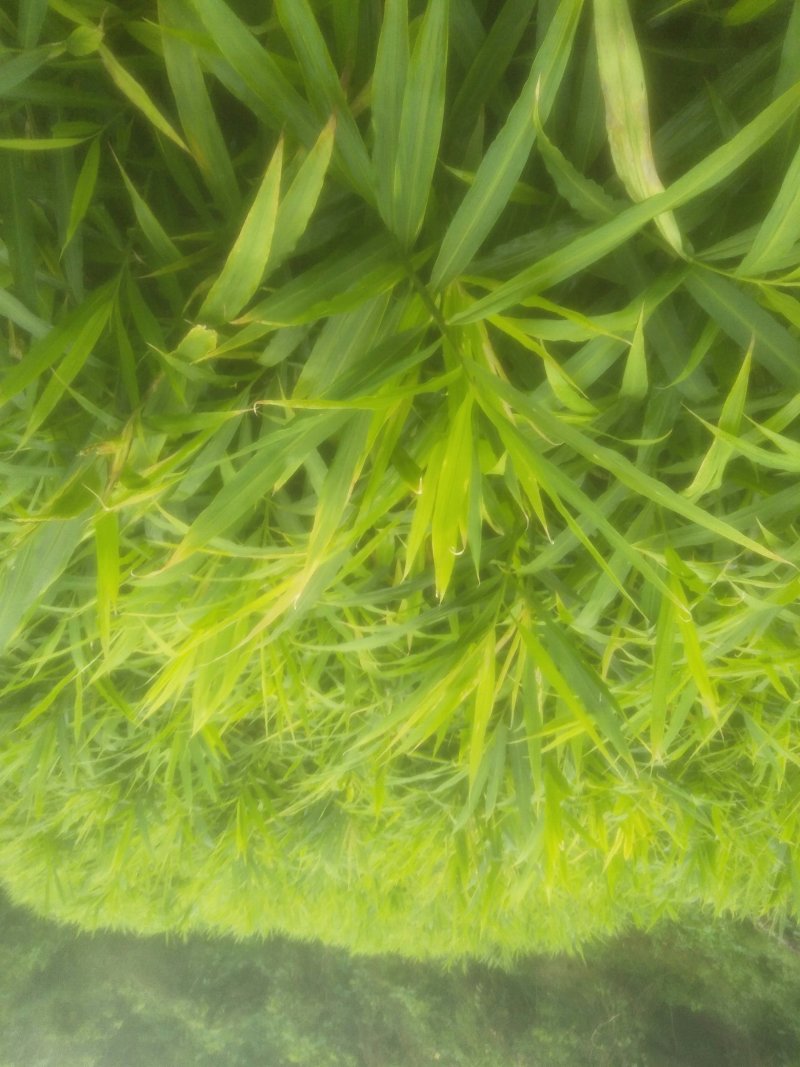 大量购销白口种姜