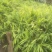大量购销白口种姜
