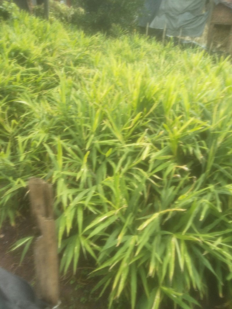 大量购销白口种姜