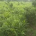 大量购销白口种姜