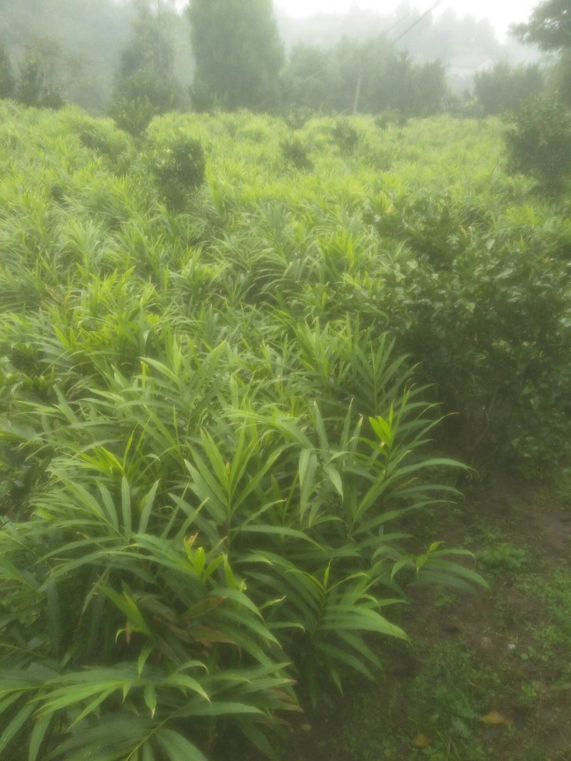 大量购销白口种姜
