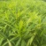 大量购销白口种姜