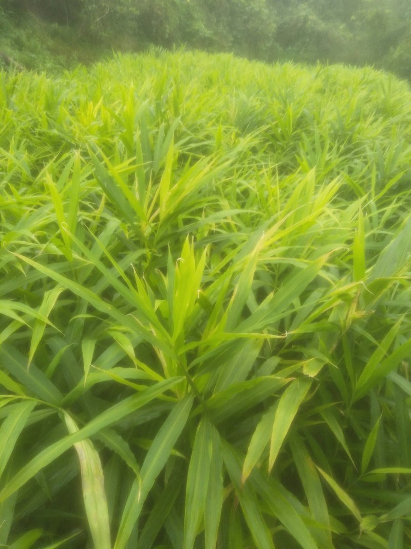 大量购销白口种姜