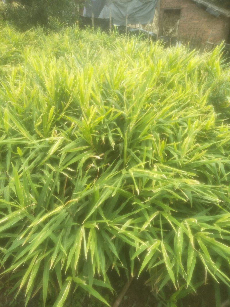 大量购销白口种姜