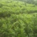 大量购销白口种姜
