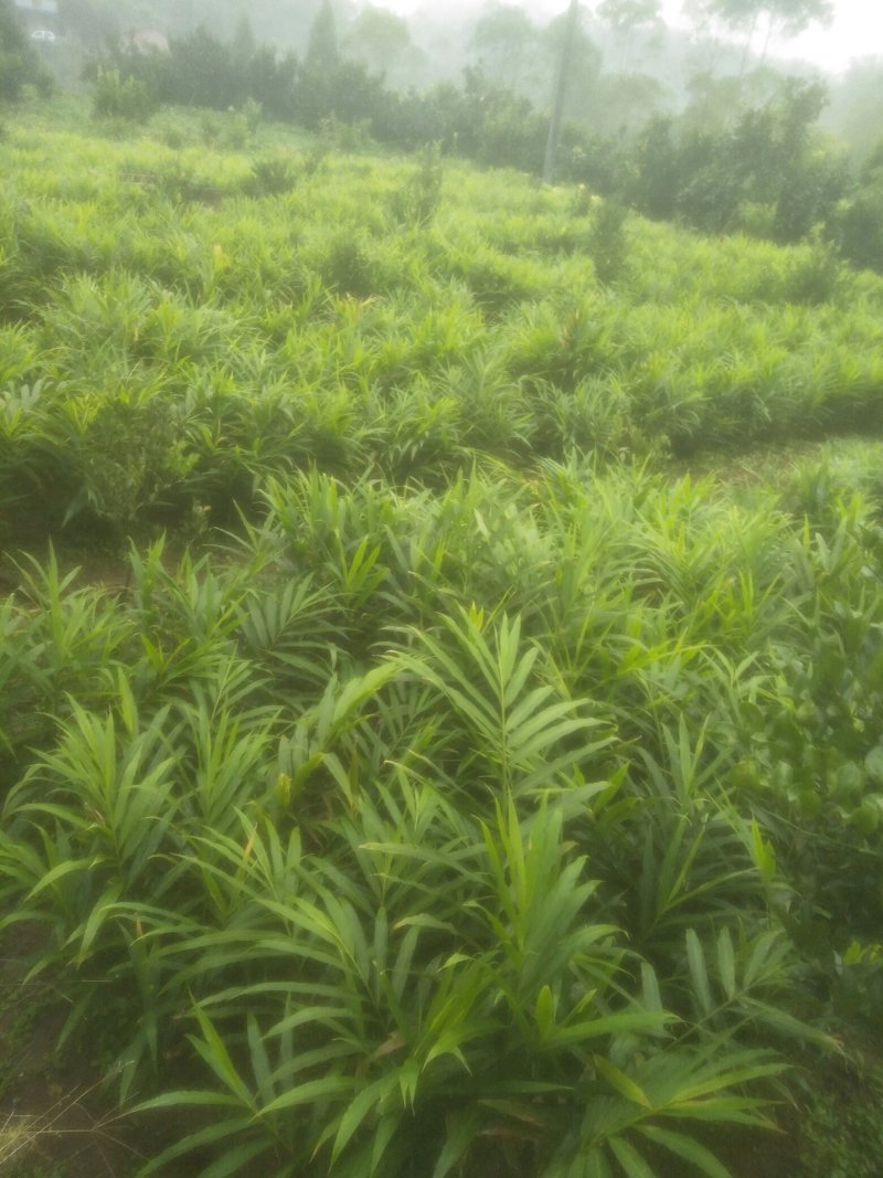 大量购销白口种姜