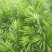 大量购销白口种姜