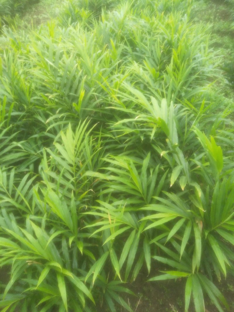 大量购销白口种姜