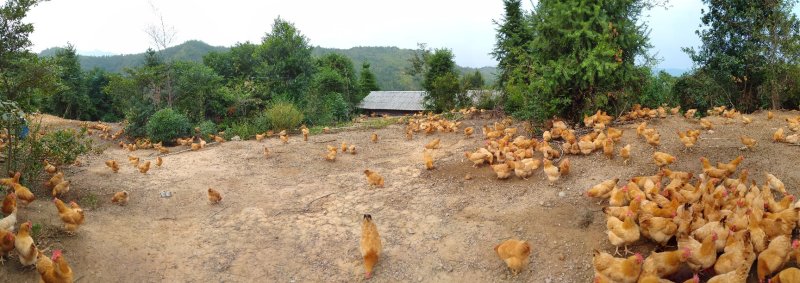 达济生态土鸡五谷杂粮饲喂健康