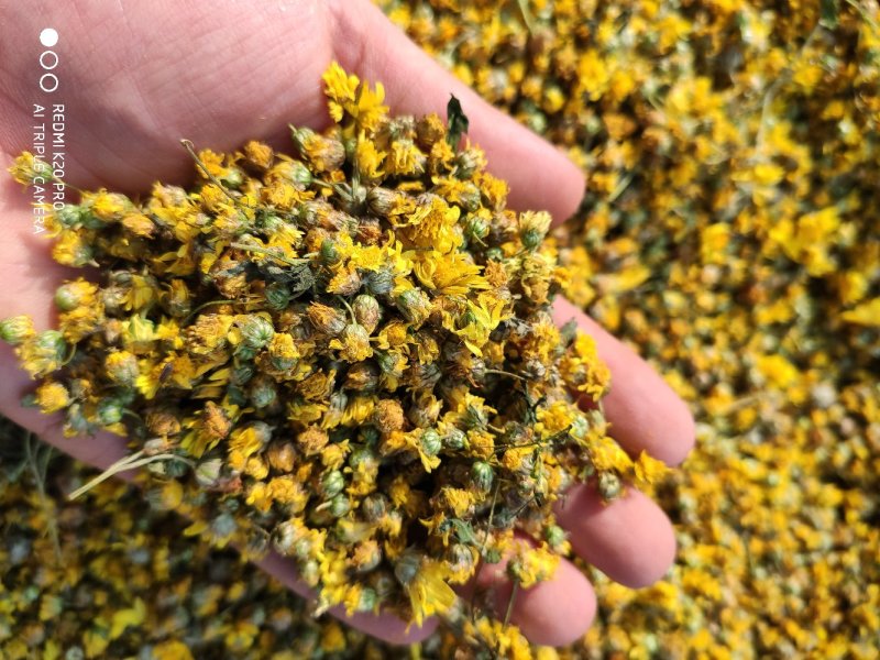 野生干菊花