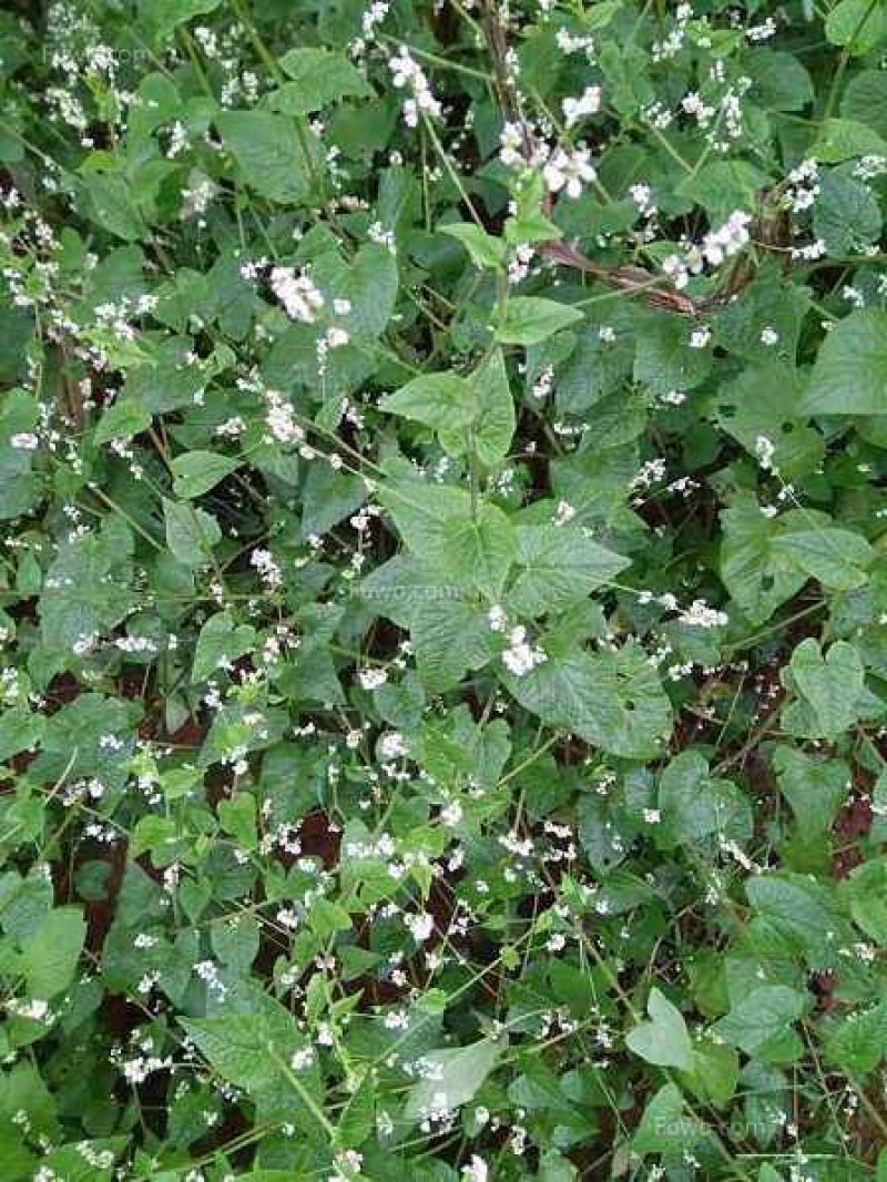 野生金荞麦
