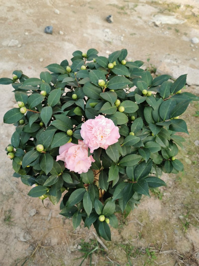 香妃茶花260杯（烈香茶）开花清香