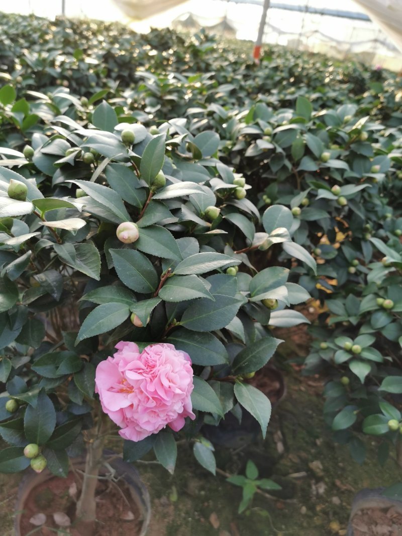 香妃茶花260杯（烈香茶）开花清香