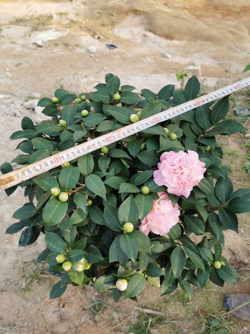 香妃茶花260杯（烈香茶）开花清香