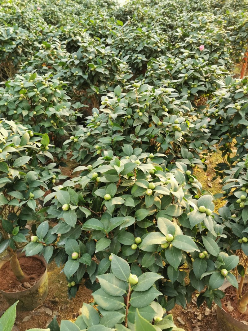 香妃茶花260杯（烈香茶）开花清香