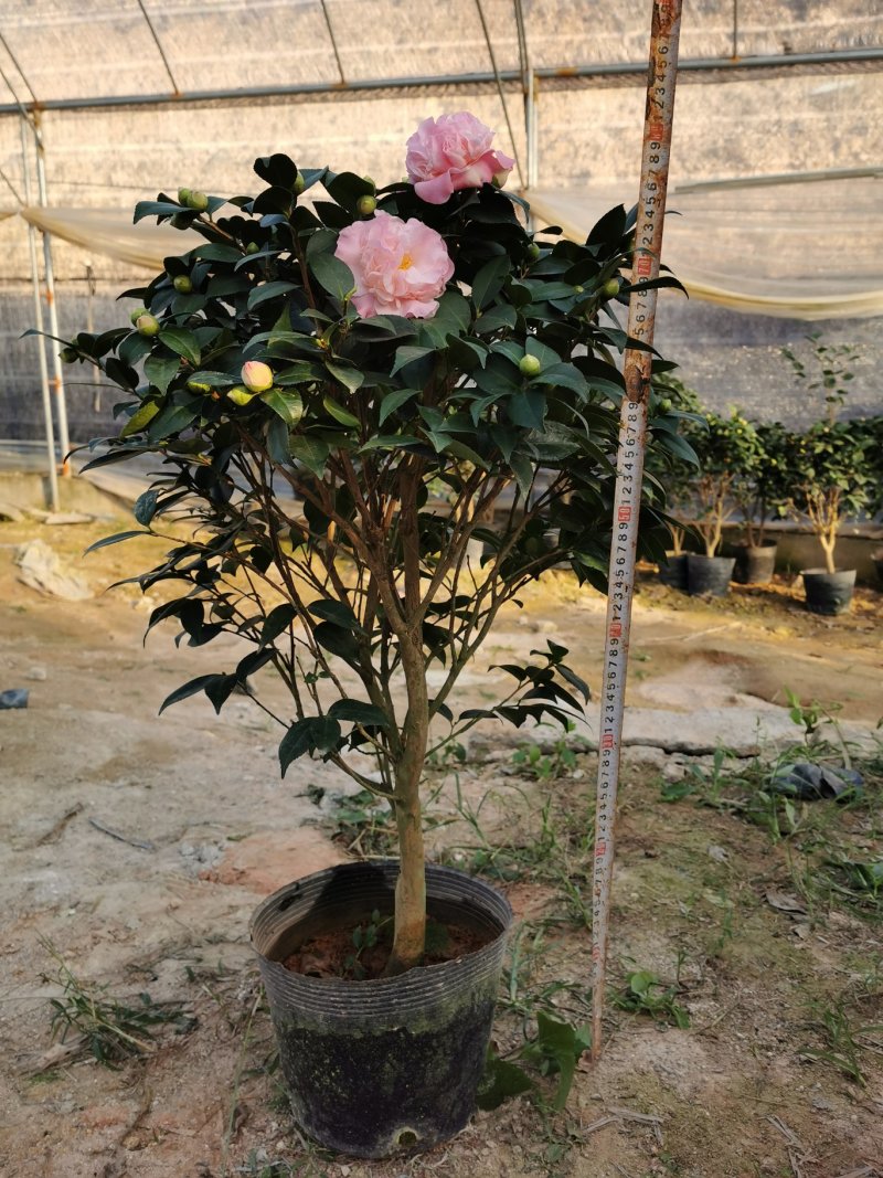 香妃茶花260杯（烈香茶）开花清香