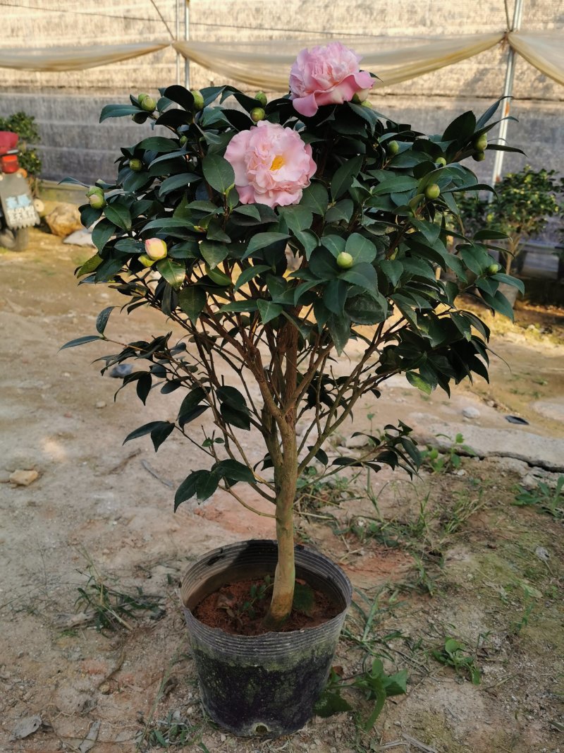 香妃茶花260杯（烈香茶）开花清香