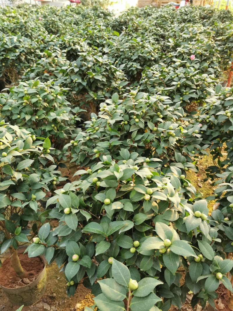 香妃茶花260杯（烈香茶）开花清香