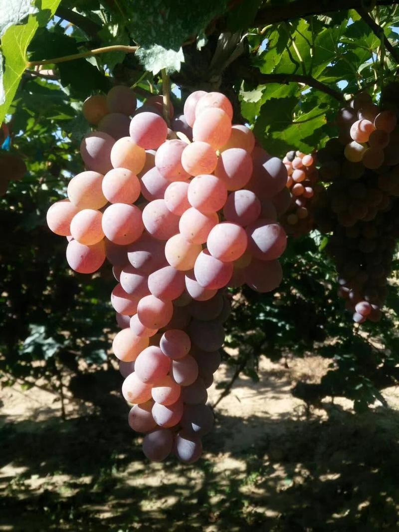 河北张家口龙眼葡萄5%以下1~2斤大量葡萄上市