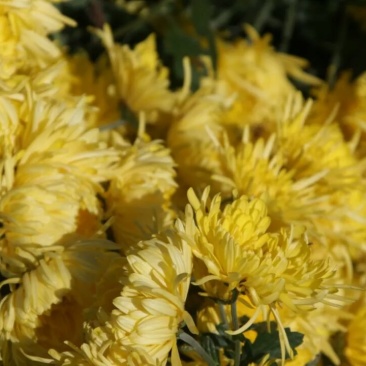 金丝黄菊
