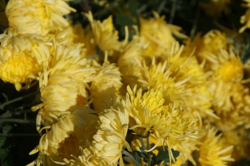 金丝黄菊