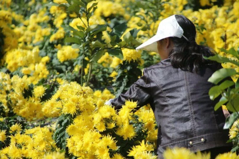 金丝黄菊