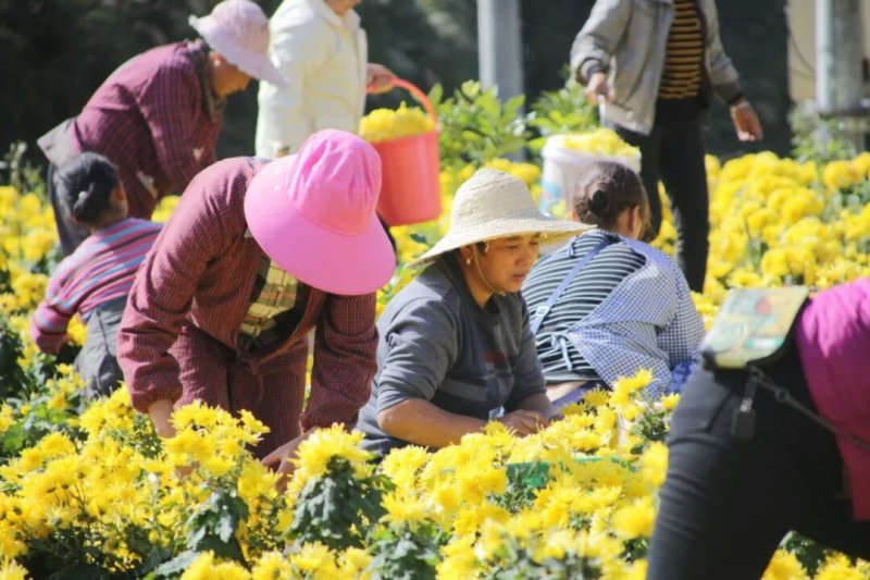 金丝黄菊