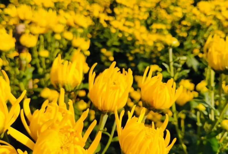 金丝黄菊