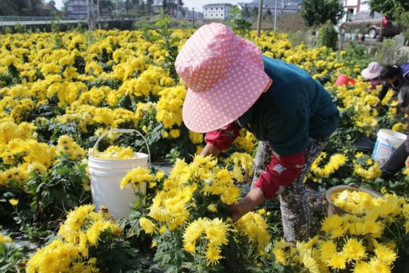 金丝黄菊