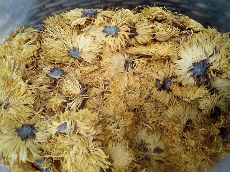 金丝黄菊