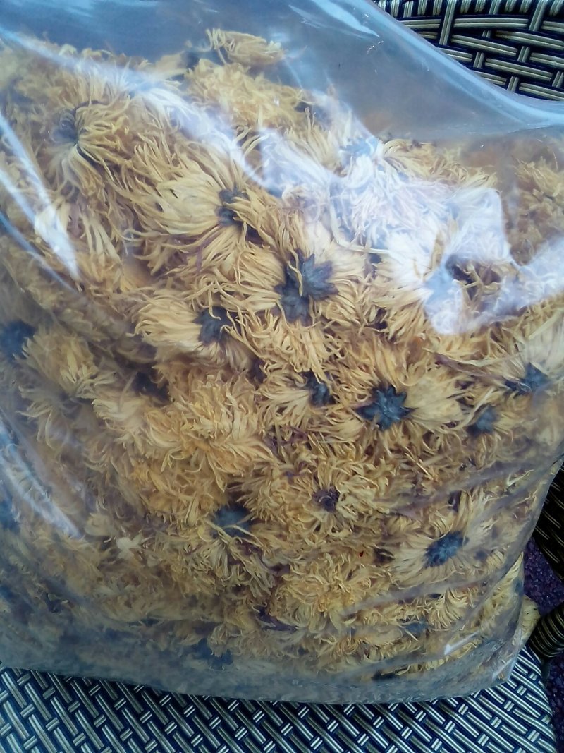 金丝黄菊
