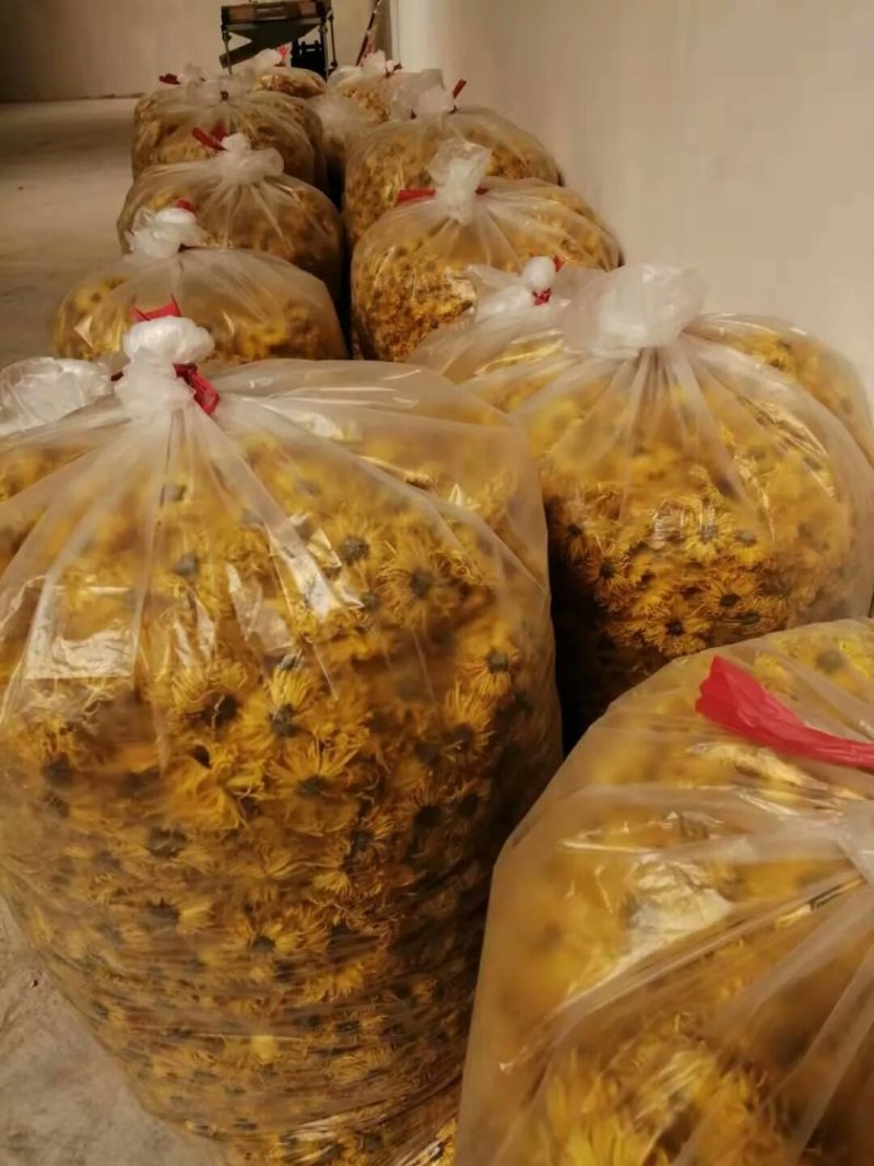 金丝黄菊
