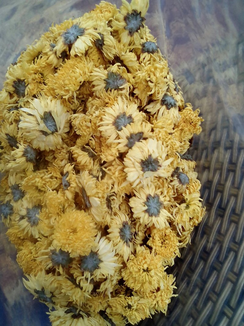 金丝黄菊