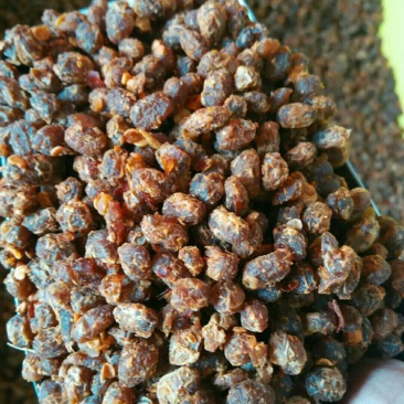 豆豉