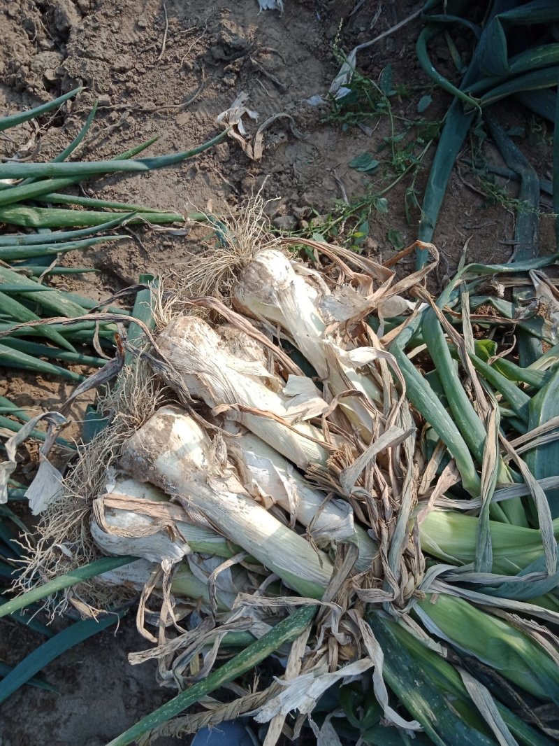 鸡腿大葱，头大，白子高，耐储存，可基地考察，确保质量