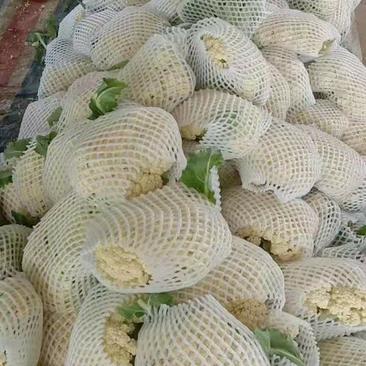 白面青梗松花菜2-3斤基地直发全国各地市场发货