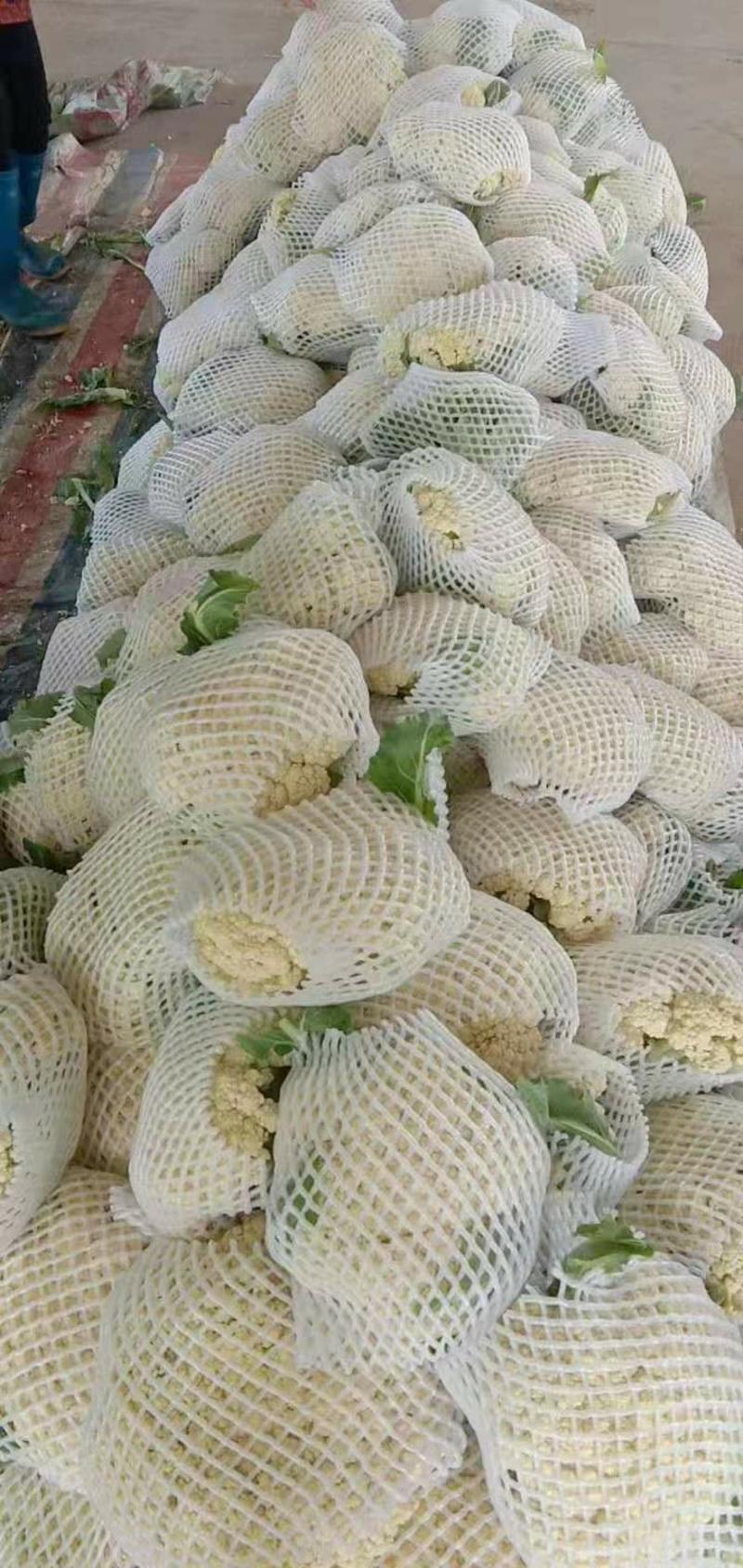 白面青梗松花菜2-3斤基地直发全国各地市场发货
